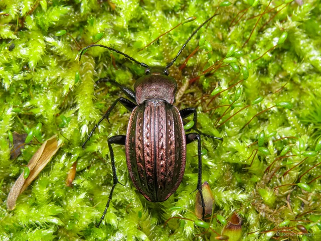 Carabus cancellatus - ragyás futrinka