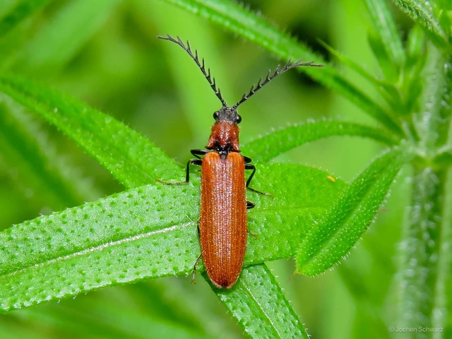 Denticollis rubens - alhavasi pattanó