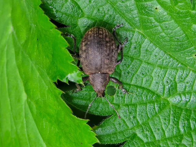 Liophloeus