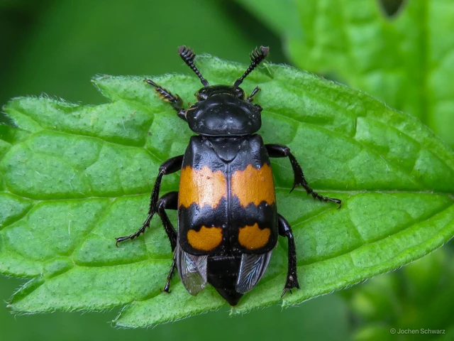 Nicrophorus vespilloides - feketecsápú temetőbogár