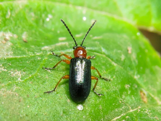 Oulema melanopus/duftschmidi