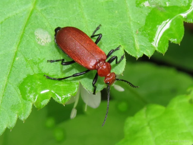 Pyrochroa serraticornis - közép-bíborbogár