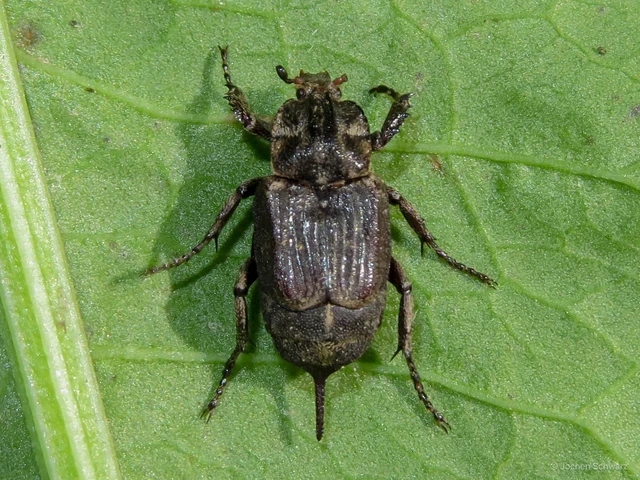 Valgus hemipterus - suta virágbogár