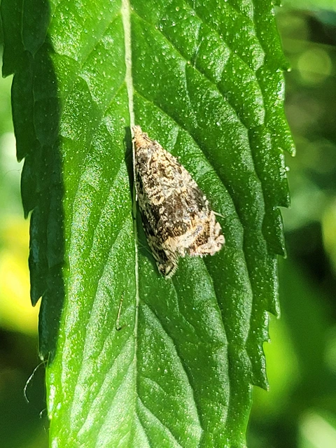 Celypha lacunana - vízparti tükrösmoly
