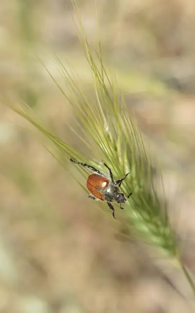 Chaetopteroplia segetum - rozsszipoly