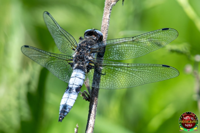 Libellula fulva - kisfoltos laposacsa