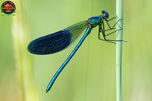 Calopteryx splendens - sávos szitakötő