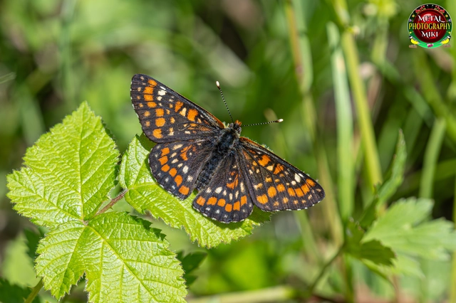 Euphydryas maturna - díszes tarkalepke