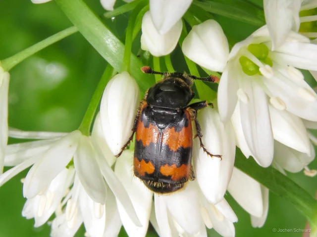 Nicrophorus vespillo - közönséges temetőbogár