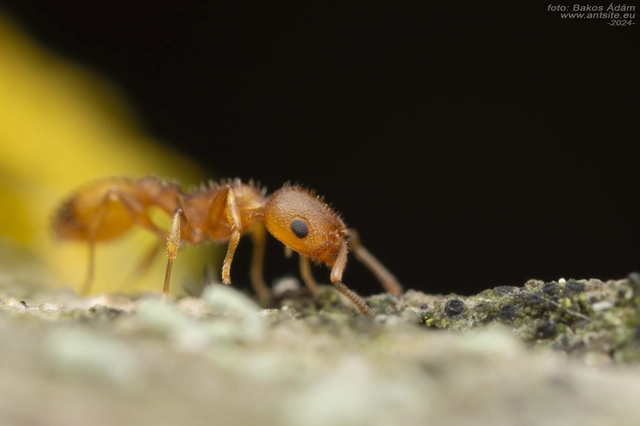 Temnothorax turcicus - sárga kéreghangya
