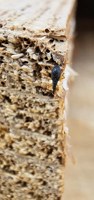 Protapion fulvipes - vadhere-cickányormányos Protapion fulvipes - vadhere-cickányormányos