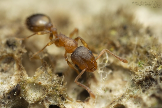 Temnothorax sordidulus - füstös kéreghangya