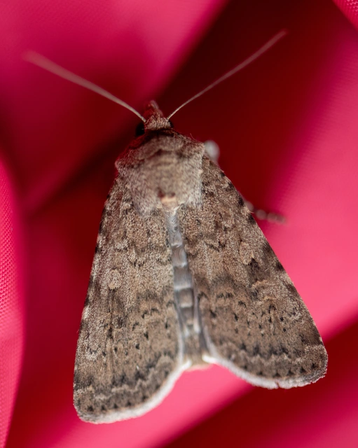 Rhyacia simulans - hamvas földibagoly
