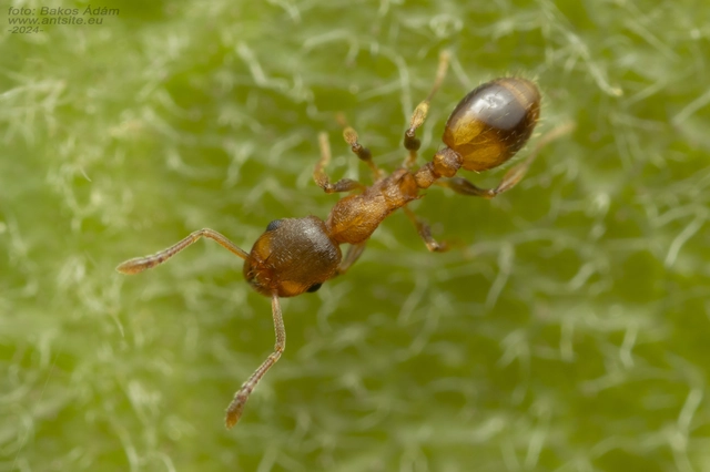 Temnothorax crassispinus - gubacslakó kéreghangya