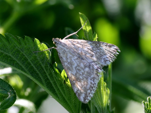 Evergestis frumentalis - tavaszi dudvamoly