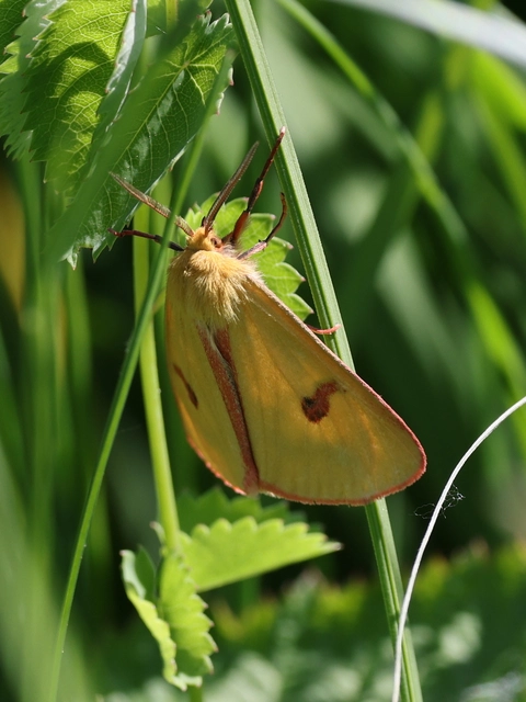 Diacrisia sannio - vörösszélű medvelepke