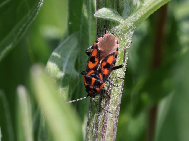 Spilostethus saxatilis - virágbodobács