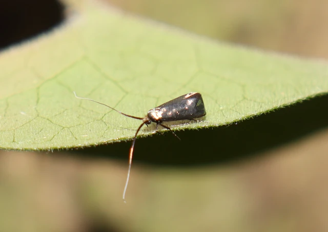 Adela reaumurella - smaragdfényű tőrösmoly