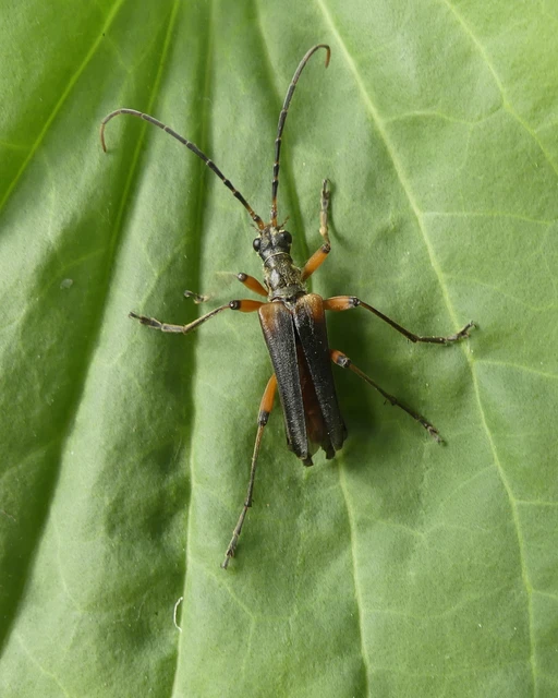 Stenocorus meridianus - fűz-gyökércincér
