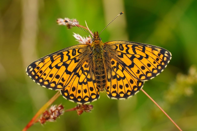 Boloria selene - fakó gyöngyházlepke