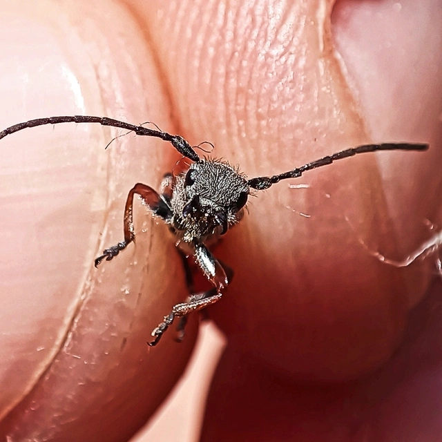 Phytoecia pustulata - parányi fűcincér
