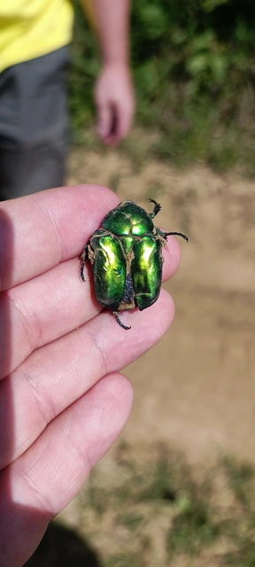 Protaetia speciosissima - pompás virágbogár