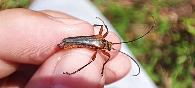 Stenocorus meridianus - fűz-gyökércincér