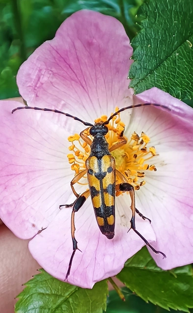 Rutpela maculata - tarkacsápú karcsúcincér