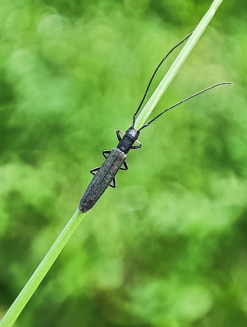 Theophilea subcylindricollis - hengeres szalmacincér Theophilea subcylindricollis - hengeres szalmacincér