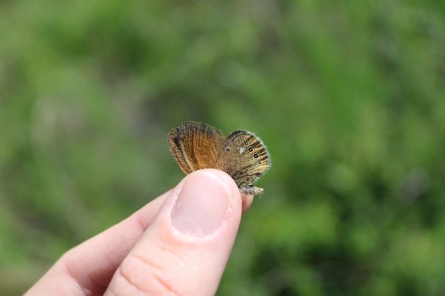 Coenonympha glycerion - közönséges szénalepke