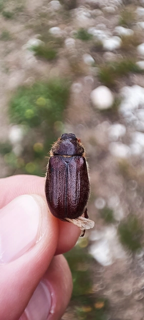 Holochelus vernus - tavaszi cserebogár