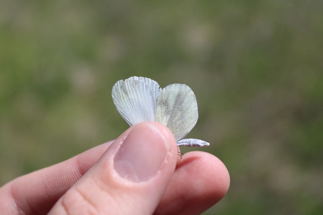 Leptidea sinapis - mustárlepke
