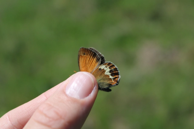 Coenonympha arcania - fehéröves szénalepke