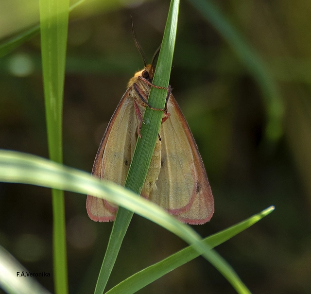 Diacrisia sannio - vörösszélű medvelepke