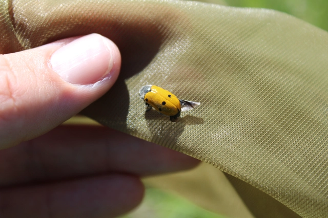 Lachnaia sexpunctata - szőrösnyakú zsákhordóbogár