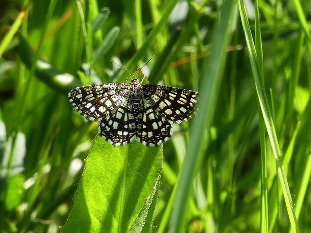 Chiasmia clathrata - rácsos rétiaraszoló
