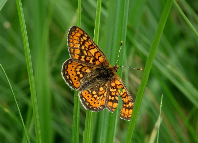 Euphydryas aurinia - lápi tarkalepke