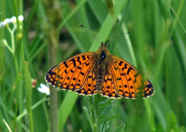 Boloria selene - fakó gyöngyházlepke