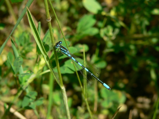 Coenagrion scitulum - mediterrán légivadász