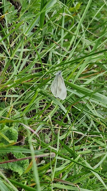 Leptidea sinapis - mustárlepke
