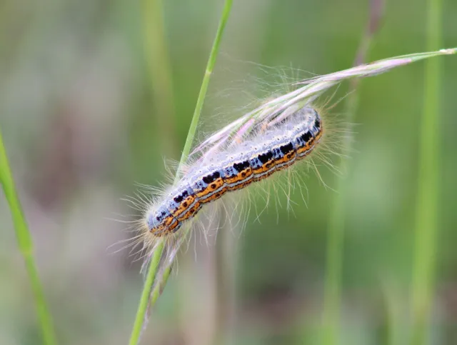 Malacosoma castrensis - kutyatejszövő