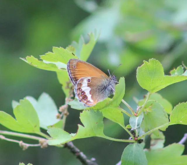Coenonympha arcania - fehéröves szénalepke
