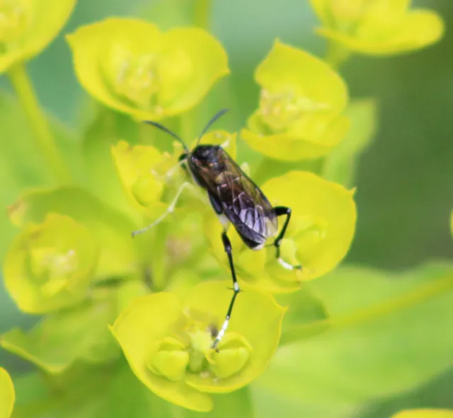 Macrophya montana - hegyi levéldarázs