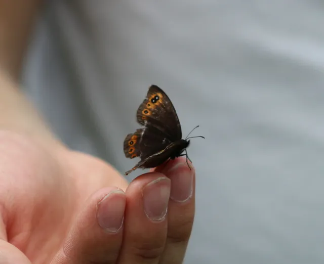 Erebia medusa - tavaszi szerecsenlepke