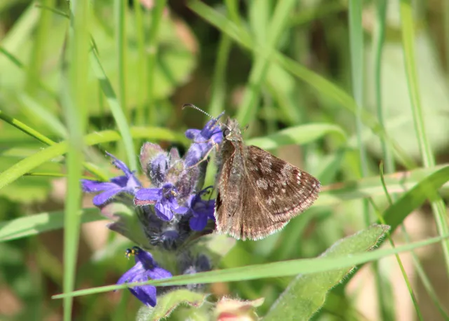 Erynnis tages - cigánylepke