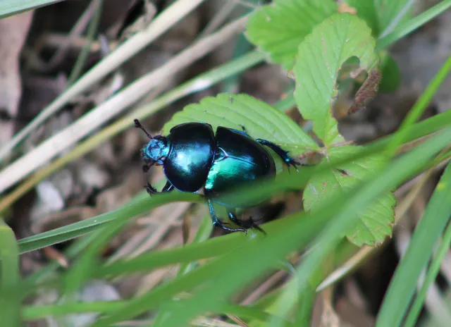 Trypocopris vernalis - tavaszi álganéjtúró