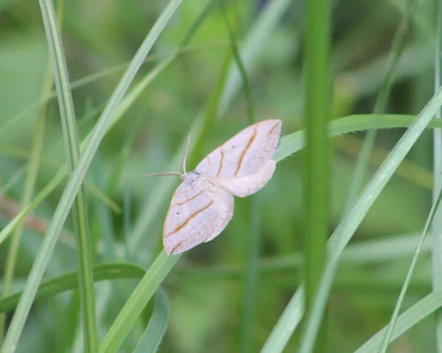 Scotopteryx mucronata/luridata/ignorata