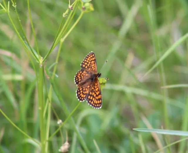 Melitaea athalia/aurelia/britomartis