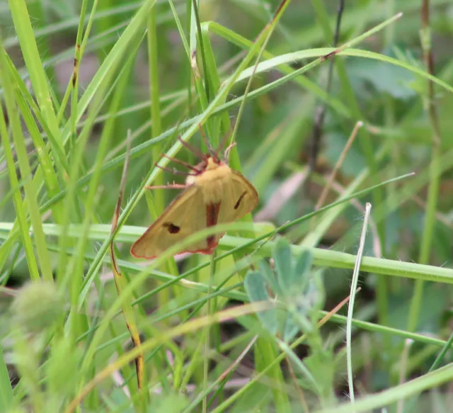Diacrisia sannio - vörösszélű medvelepke