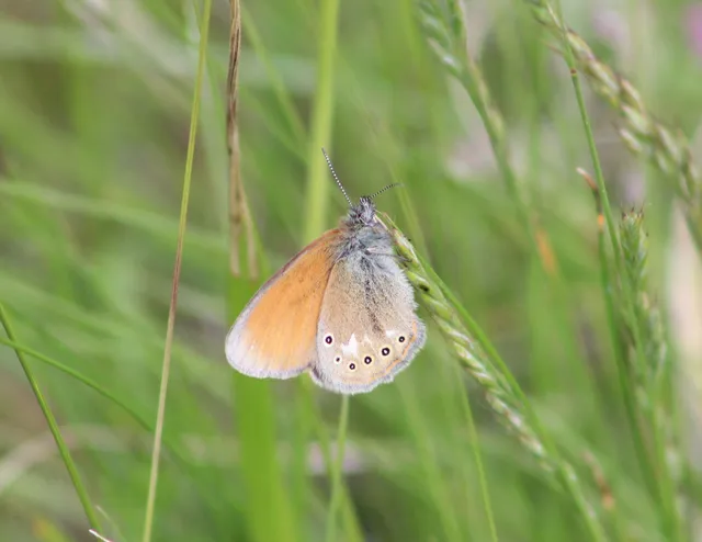 Coenonympha glycerion - közönséges szénalepke